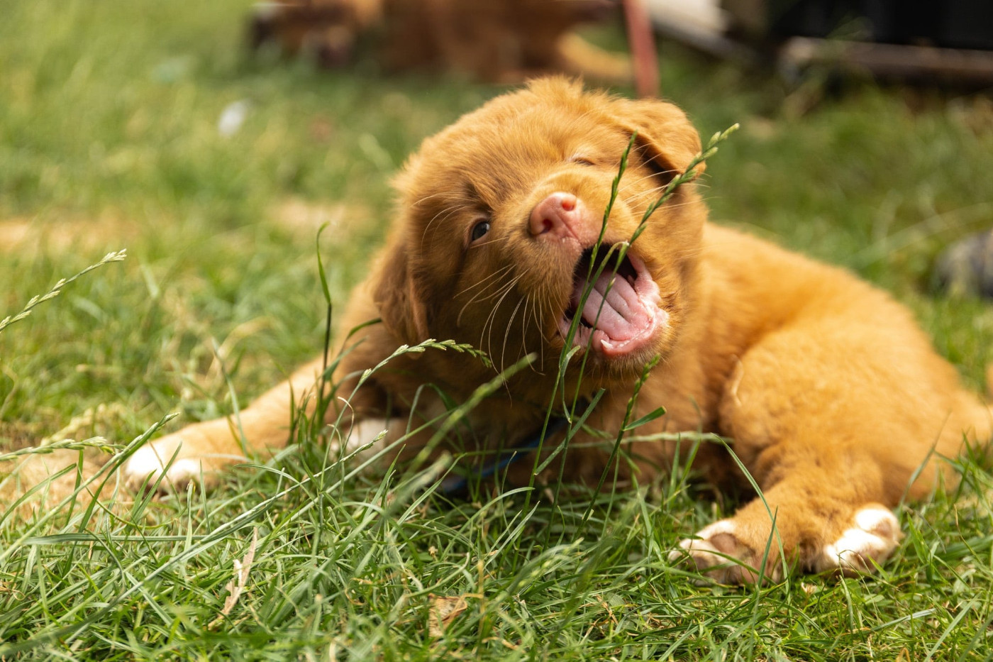 Chiot Retriever de la Nouvelle-Ecosse Maison Hâpy