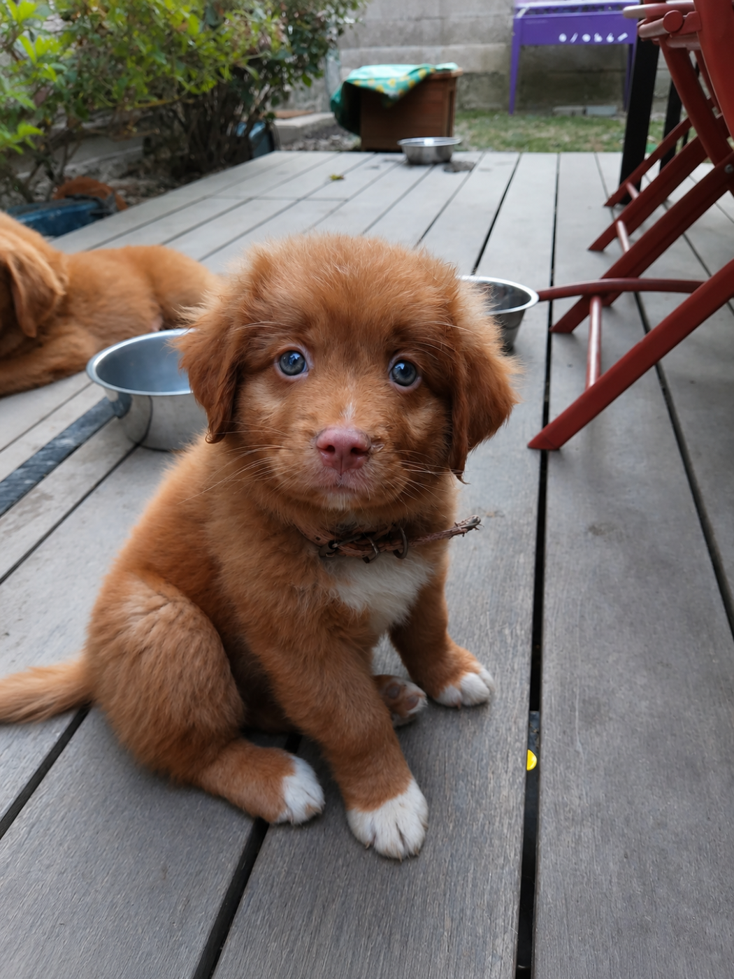 Maison Hâpy - Chiots disponibles - Retriever de la Nouvelle-Ecosse