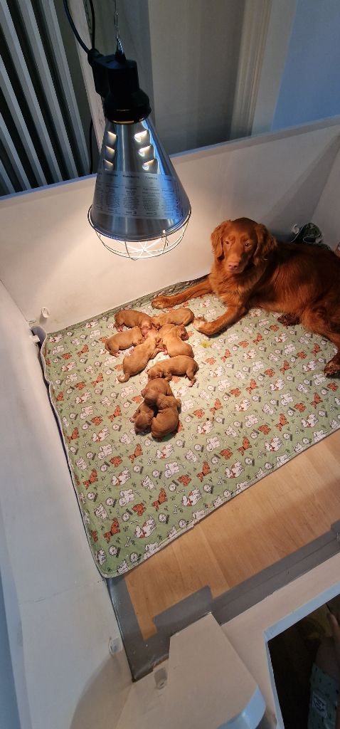 Chiot Retriever de la Nouvelle-Ecosse Maison Hâpy